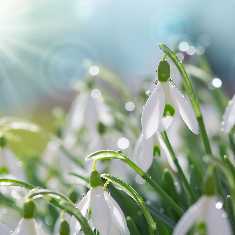 snowdrop A field of snowdrops